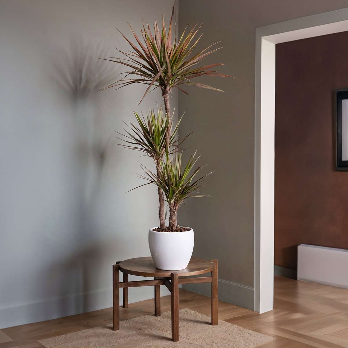 Dragonnier - Dracaena marginata 'Magenta' - Hauteur 110-130cm - ⌀24cm
