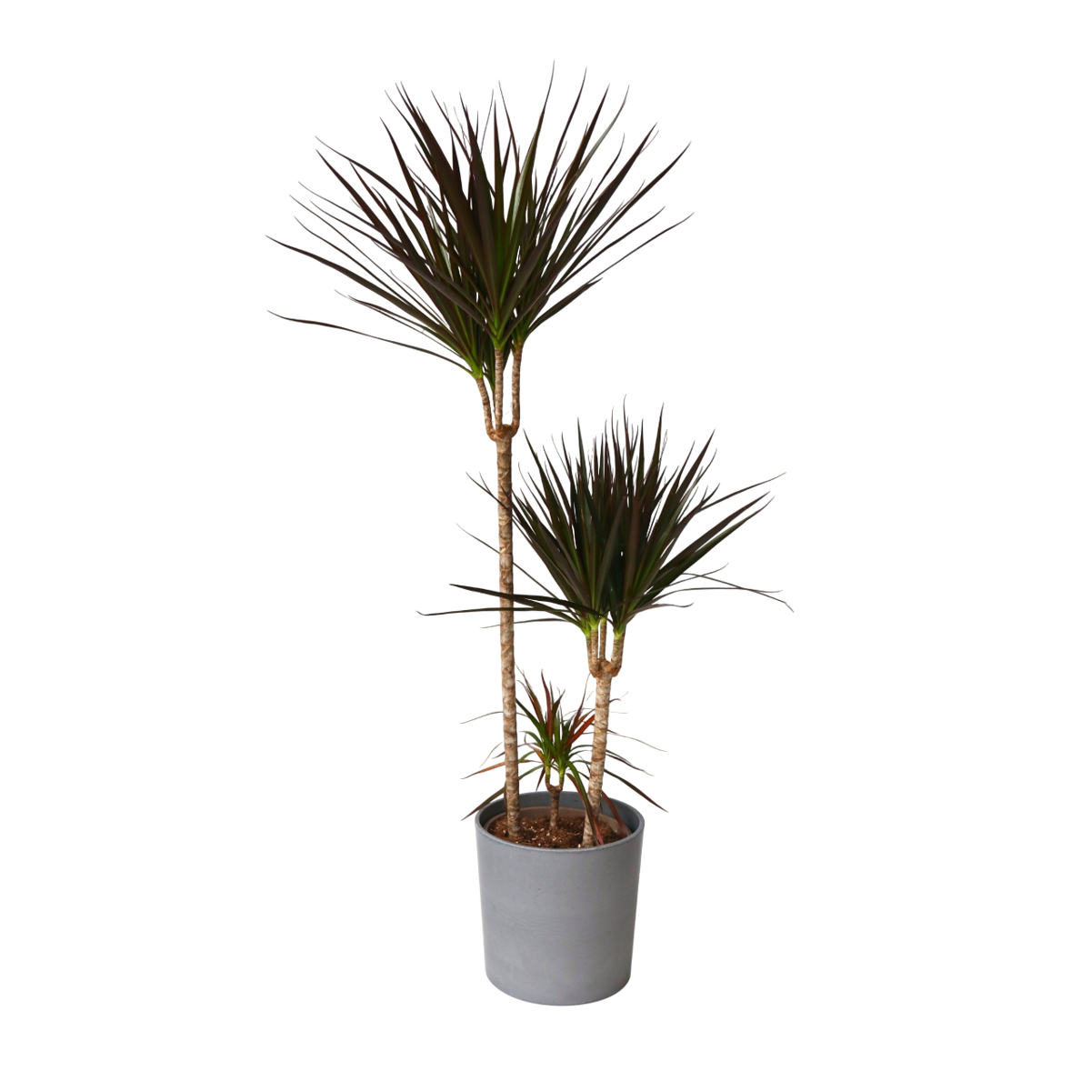 Dragonnier - Dracaena marginata 'Magenta' - Hauteur 110-130cm - ⌀24cm