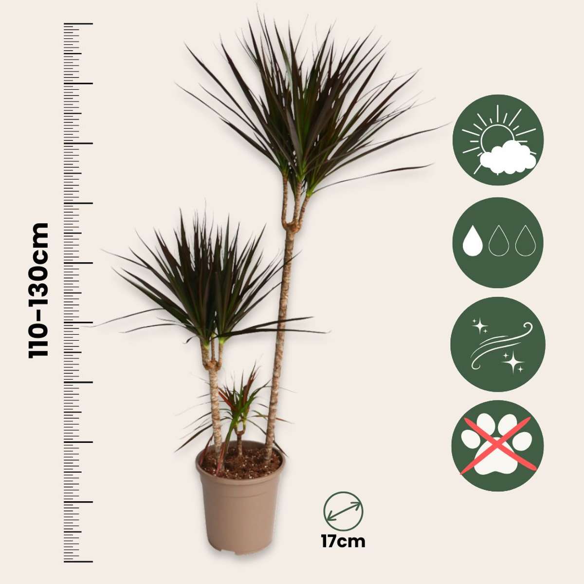 Dragonnier - Dracaena marginata 'Magenta' - Hauteur 110-130cm - ⌀24cm