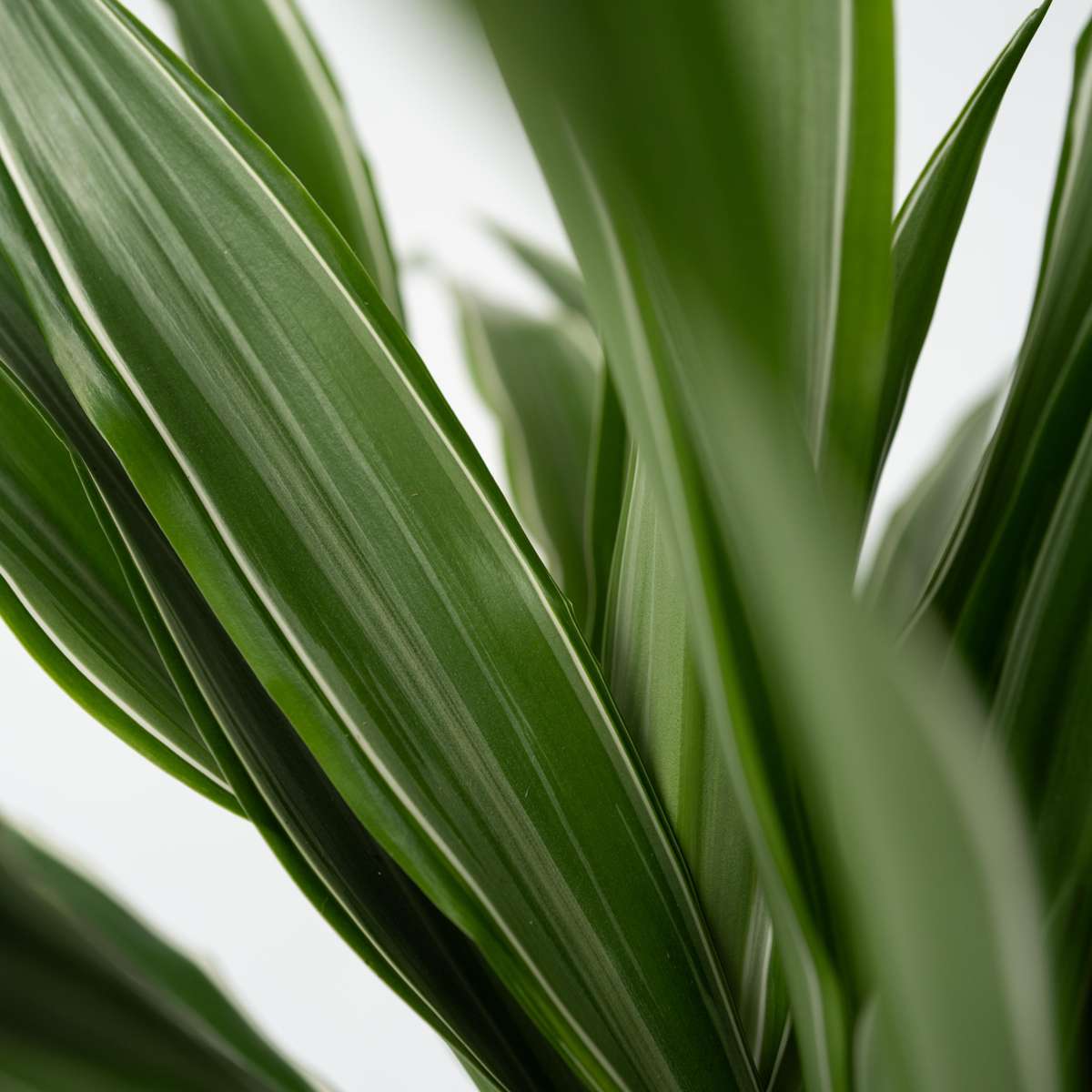 Dragonnier - Set de 2 - Dracaena Deremensis 'Warneckei' - H60-70cm - ⌀17cm