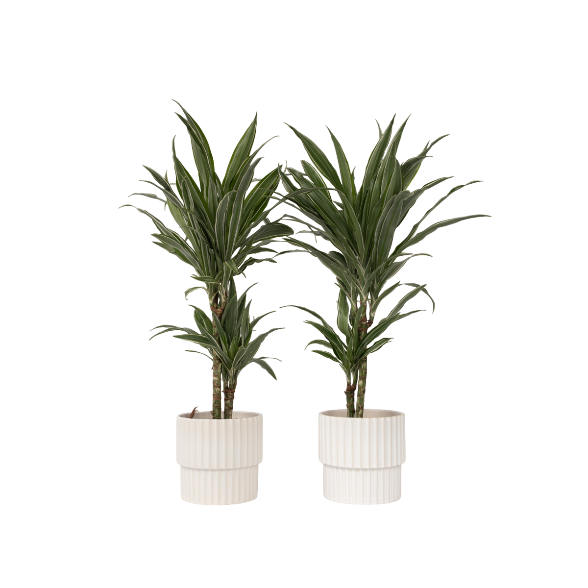 Dragonnier - Set de 2 - Dracaena Deremensis 'Warneckei' - H60-70cm - ⌀17cm