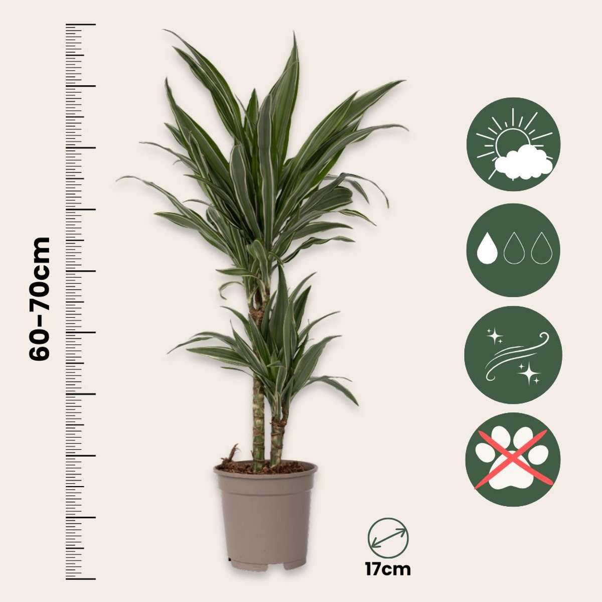 Dragonnier - Set de 2 - Dracaena Deremensis 'Warneckei' - H60-70cm - ⌀17cm