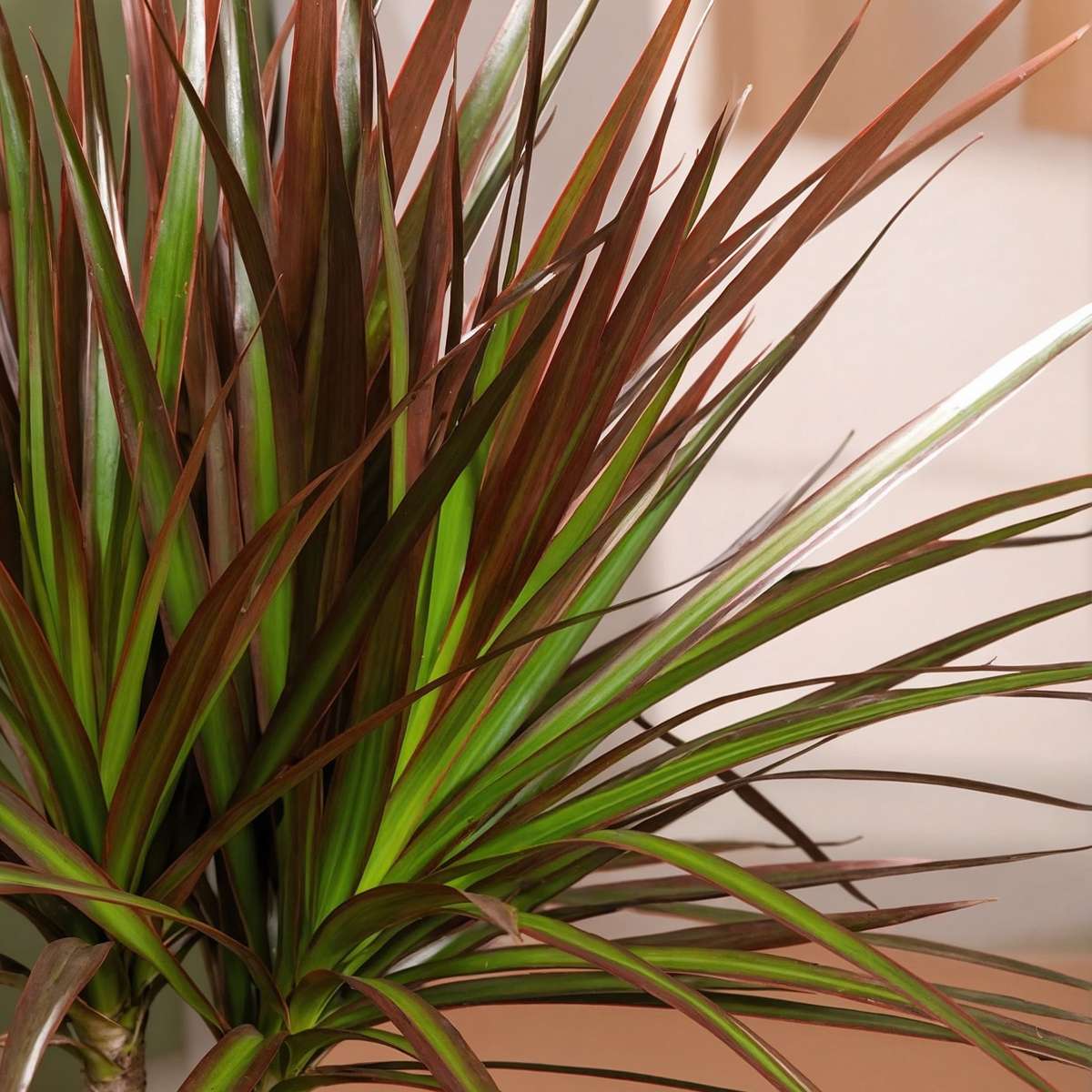 Dragonnier - Set de 3 - Dracaena marginata - Hauteur 30-40cm - ⌀12cm - TD Plantz