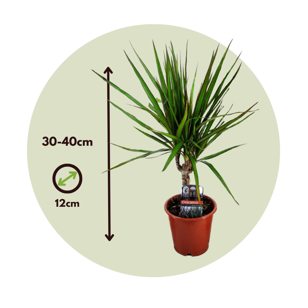 Dragonnier - Set de 3 - Dracaena marginata - Hauteur 30-40cm - ⌀12cm - TD Plantz
