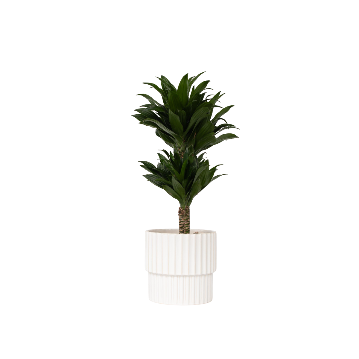 Dragonnier - Dracaena surculosa - Hauteur 50-65cm - ⌀17cm