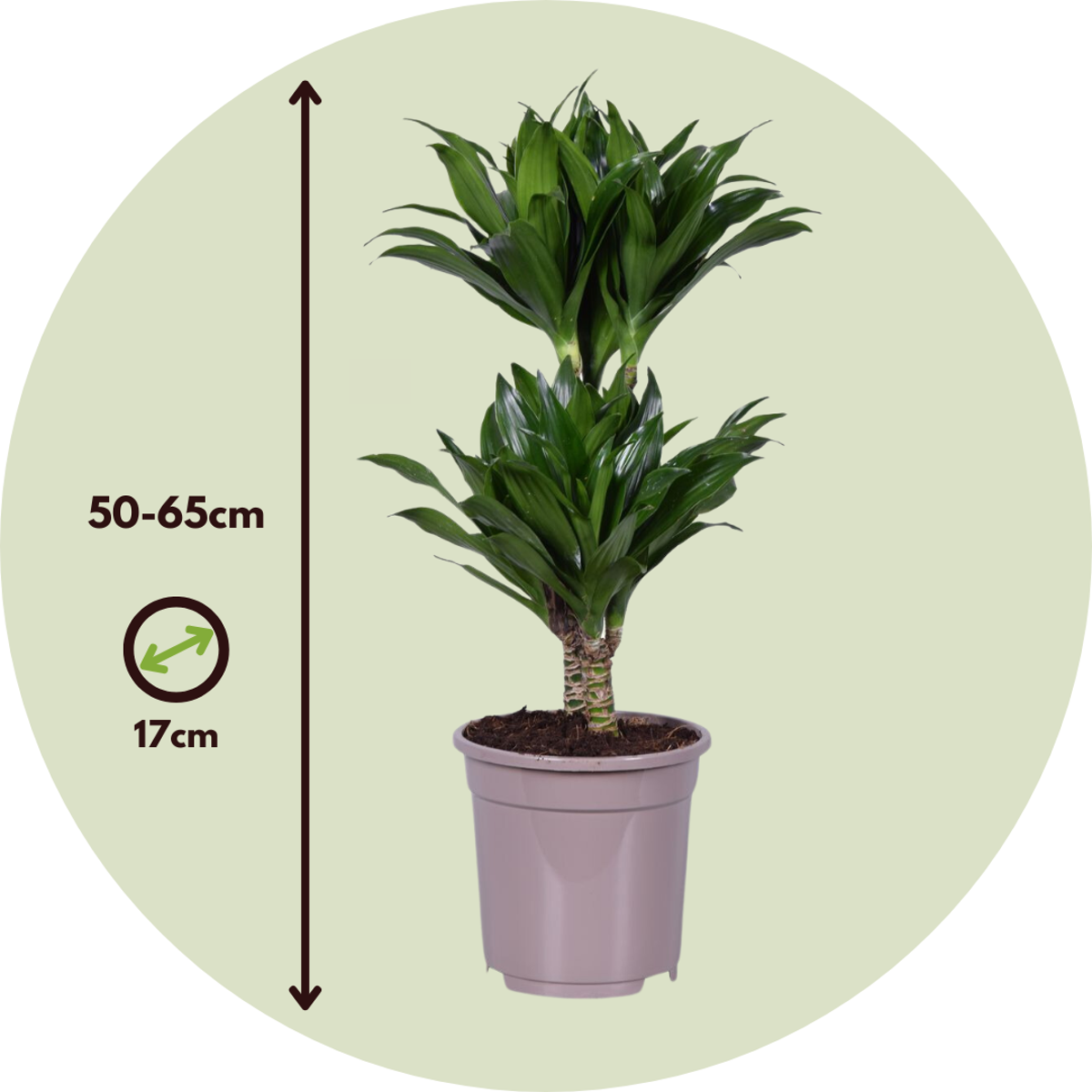 Dragon Tree - 2 pcs. - Dracaena surculosa - Height 50-65cm - ⌀17cm