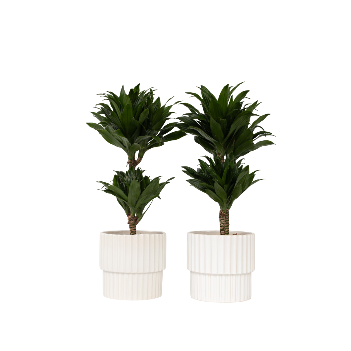 Dragon Tree - 2 pcs. - Dracaena surculosa - Height 50-65cm - ⌀17cm