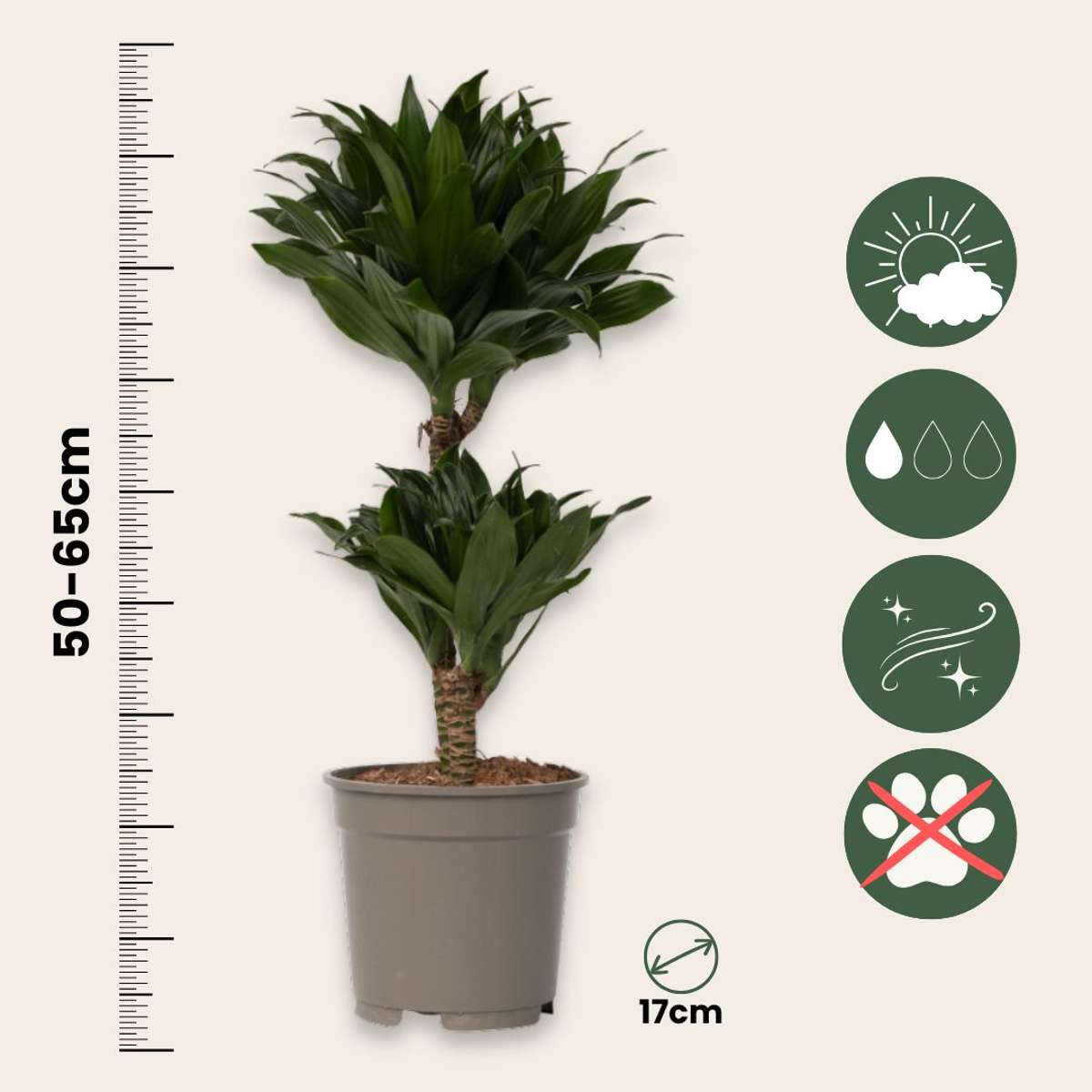 Dragonnier - Set de 2 - Dracaena surculosa - Hauteur 50-65cm - ⌀17cm