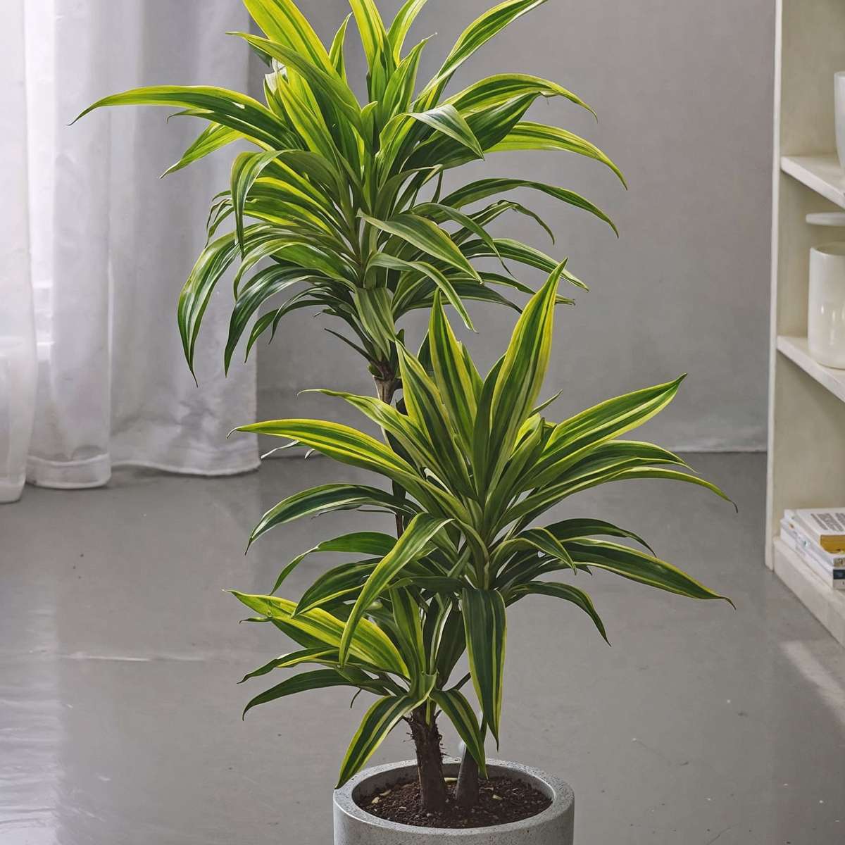 Dragonnier - Dracaena deremensis 'Lemon Lime' - Hauteur 60-70cm - ⌀17cm - TD Plantz