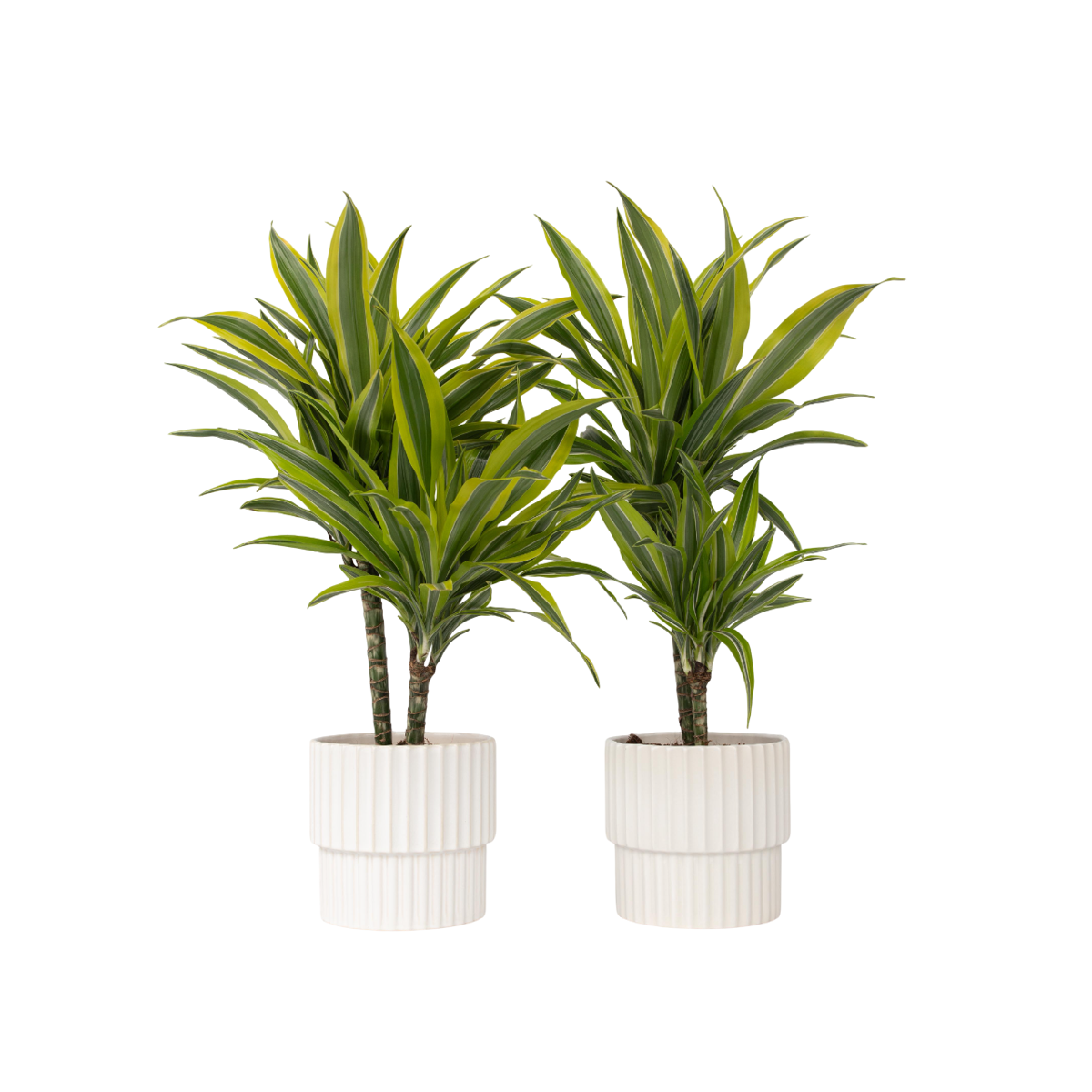 Dragonnier - Set de 2 - Dracaena deremensis 'Lemon Lime' - H60-70cm - ⌀17cm