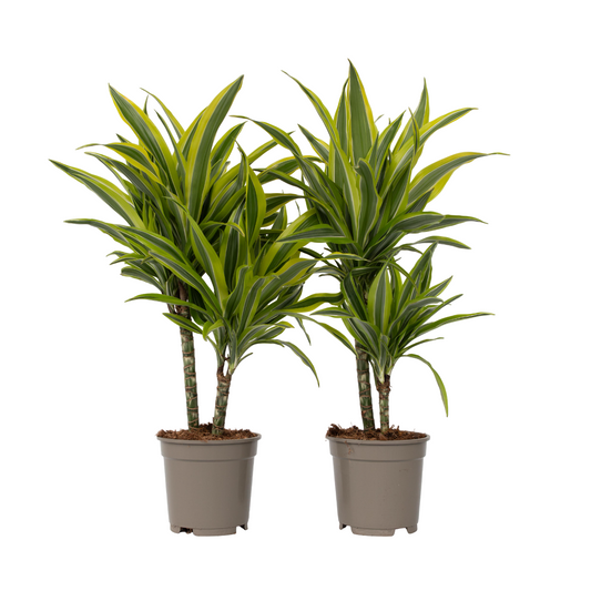 Dragonnier - Set de 2 - Dracaena deremensis 'Lemon Lime' - H60-70cm - ⌀17cm