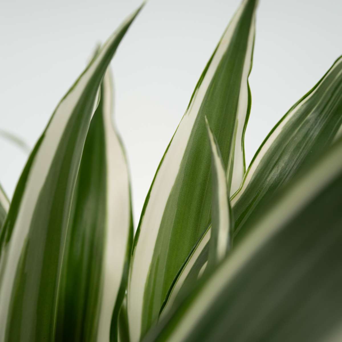 Dragon Tree - Dracaena deremensis 'White Stripe' - Height 60-70cm - ⌀17cm