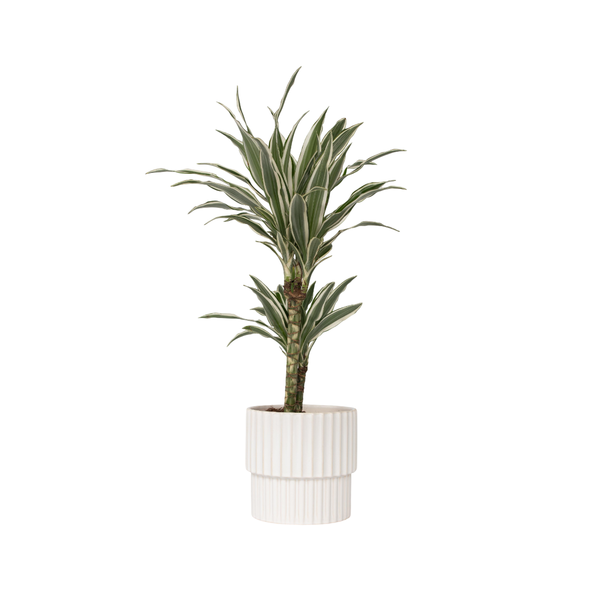 Dragonnier - Dracaena deremensis 'White Stripe' - Hauteur 60-70cm - ⌀17cm
