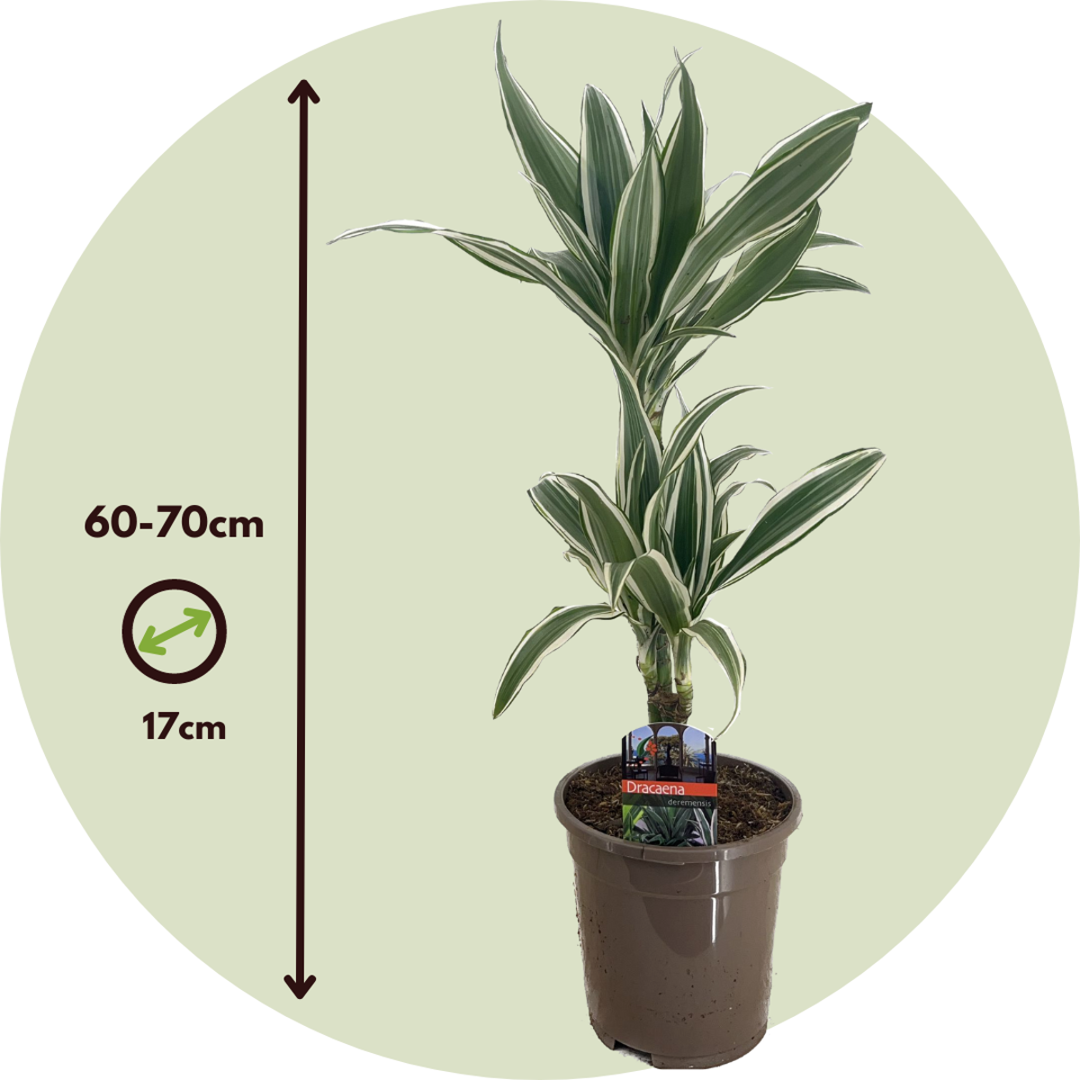 Dragon Tree - Dracaena deremensis 'White Stripe' - Height 60-70cm - ⌀17cm