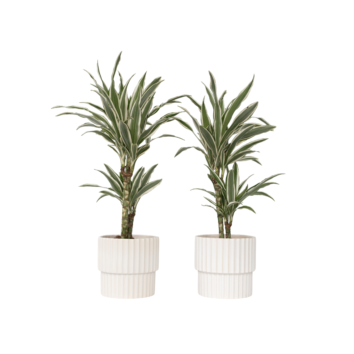 Dragon Tree - 2 pcs. - Dracaena deremensis 'White Stripe' - H60-70cm - ⌀17cm