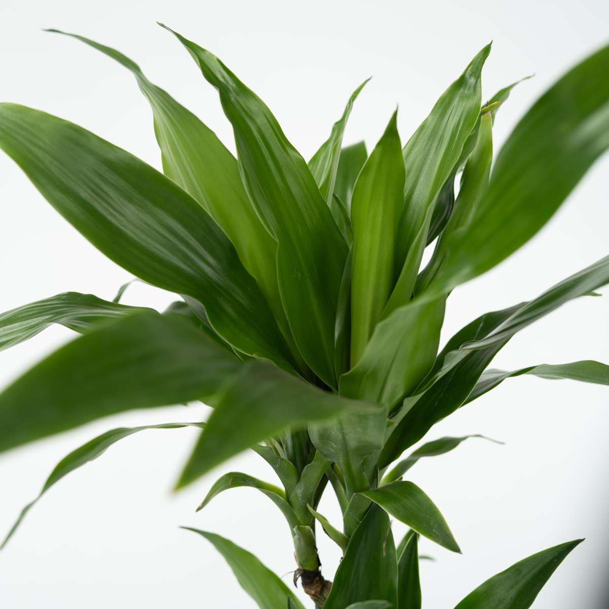 Dragon Tree - Dracaena deremensis 'Janet Craig' - Height 60-70cm - ⌀17cm
