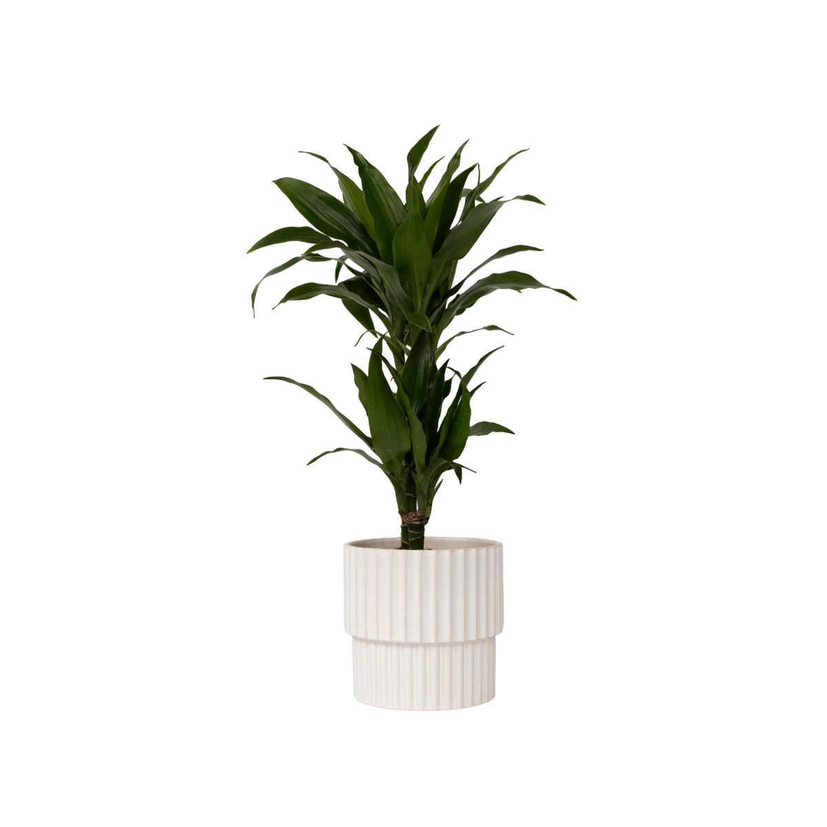 Dragon Tree - Dracaena deremensis 'Janet Craig' - Height 60-70cm - ⌀17cm