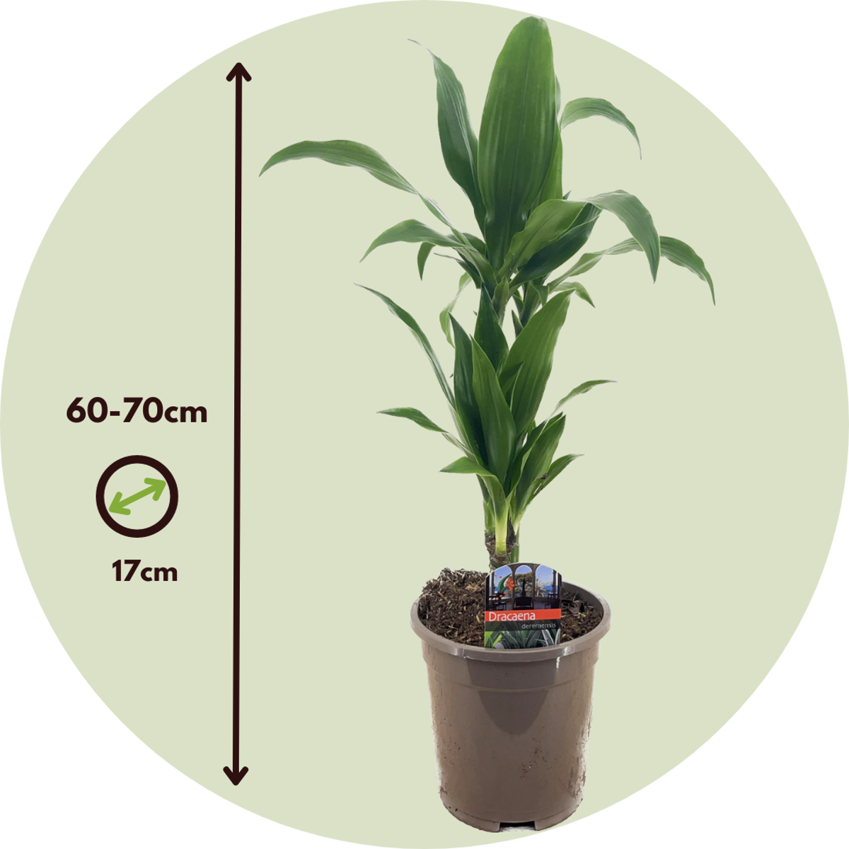 Dragon Tree - Dracaena deremensis 'Janet Craig' - Height 60-70cm - ⌀17cm