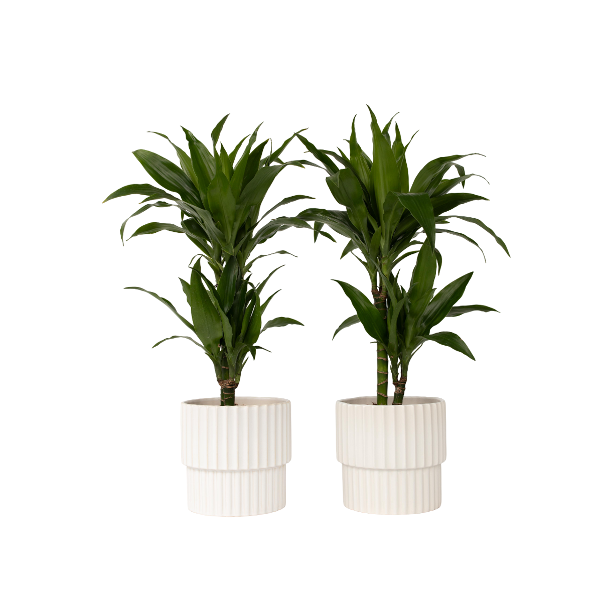Dragonnier - Set de 2 - Dracaena deremensis 'Janet Craig' - H60-70cm - ⌀17cm - TD Plantz