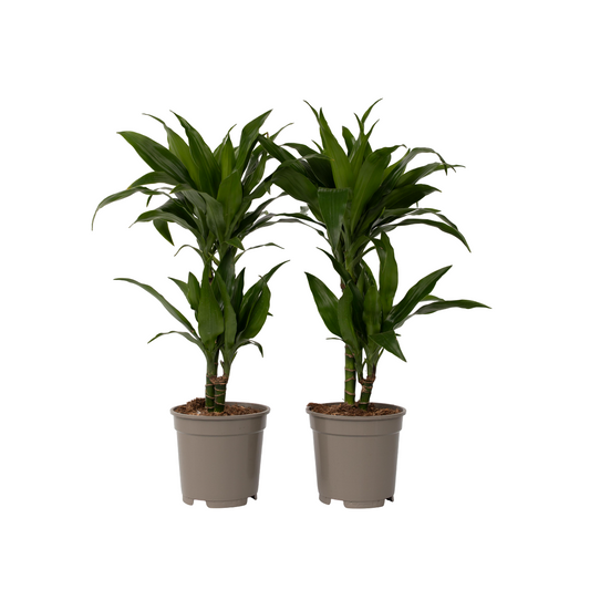 Dragonnier - Set de 2 - Dracaena deremensis 'Janet Craig' - H60-70cm - ⌀17cm - TD Plantz