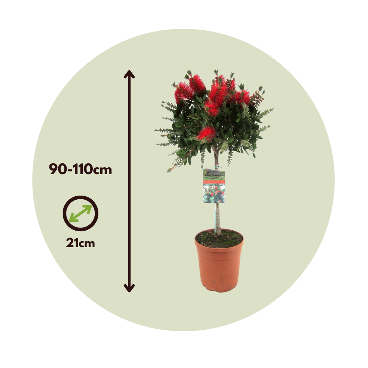 Rince-bouteille - Set de 2 - Callistemon 'Splendens' - H90-110cm - ⌀21cm