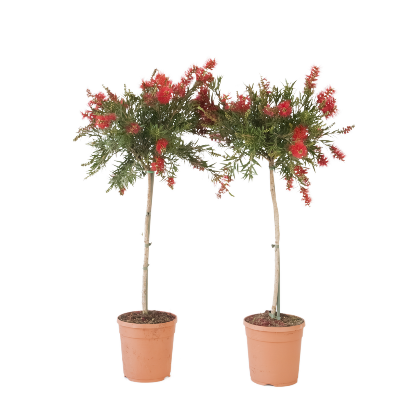 Rince-bouteille - Set de 2 - Callistemon 'Splendens' - H90-110cm - ⌀21cm