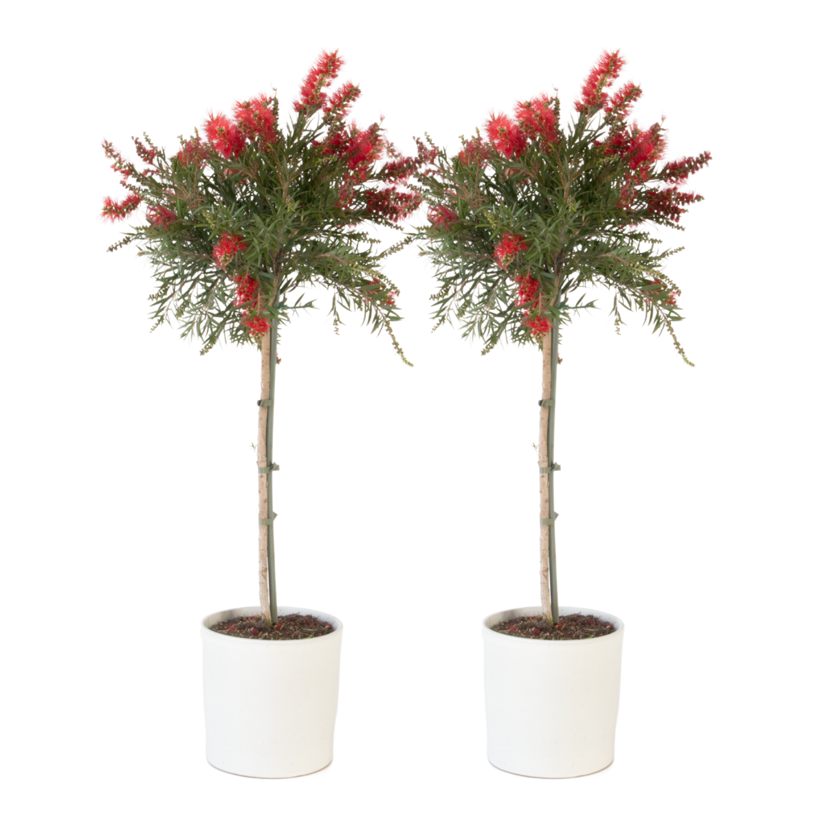 Rince-bouteille - Set de 2 - Callistemon 'Splendens' - H90-110cm - ⌀21cm