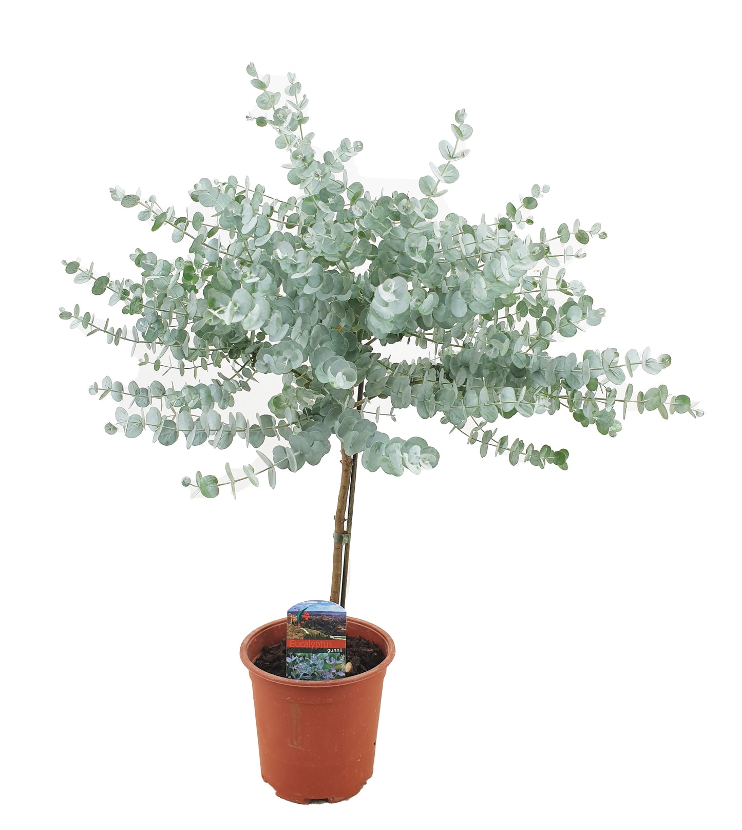 Gum bush - Eucalyptus 'Gunnii' - Height 55-65cm - ⌀17cm
