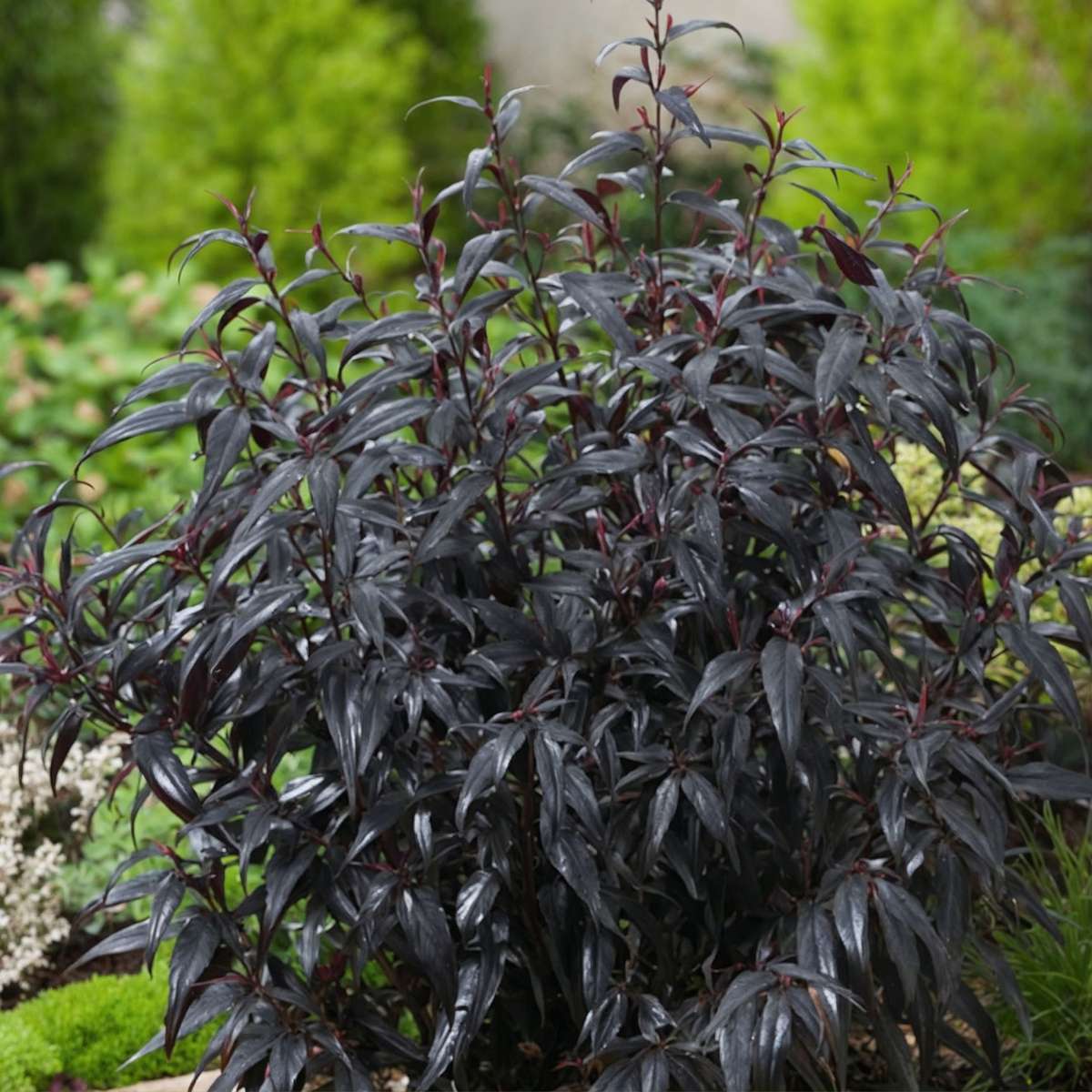 Buisson violet - Set de 2 - Strobilanthes ‘Brunetthy’ - Hauteur 25-40cm - ⌀17cm