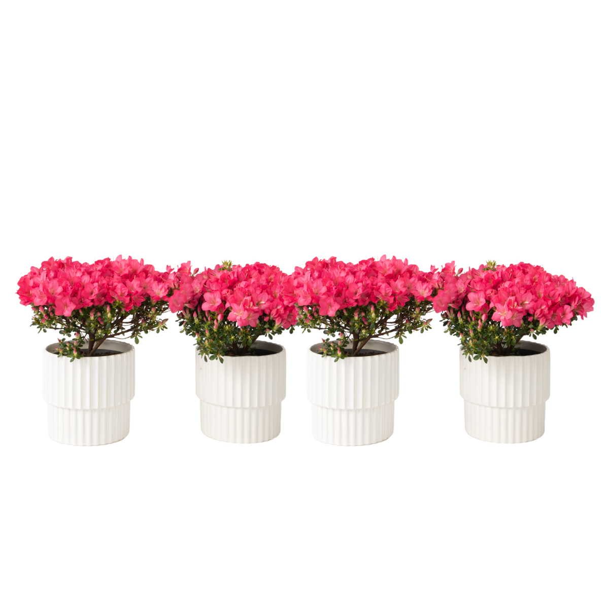 Azalée - Set de 4 - Rhododendron azalea 'Anouk' - Hauteur 25-40cm - ⌀17cm