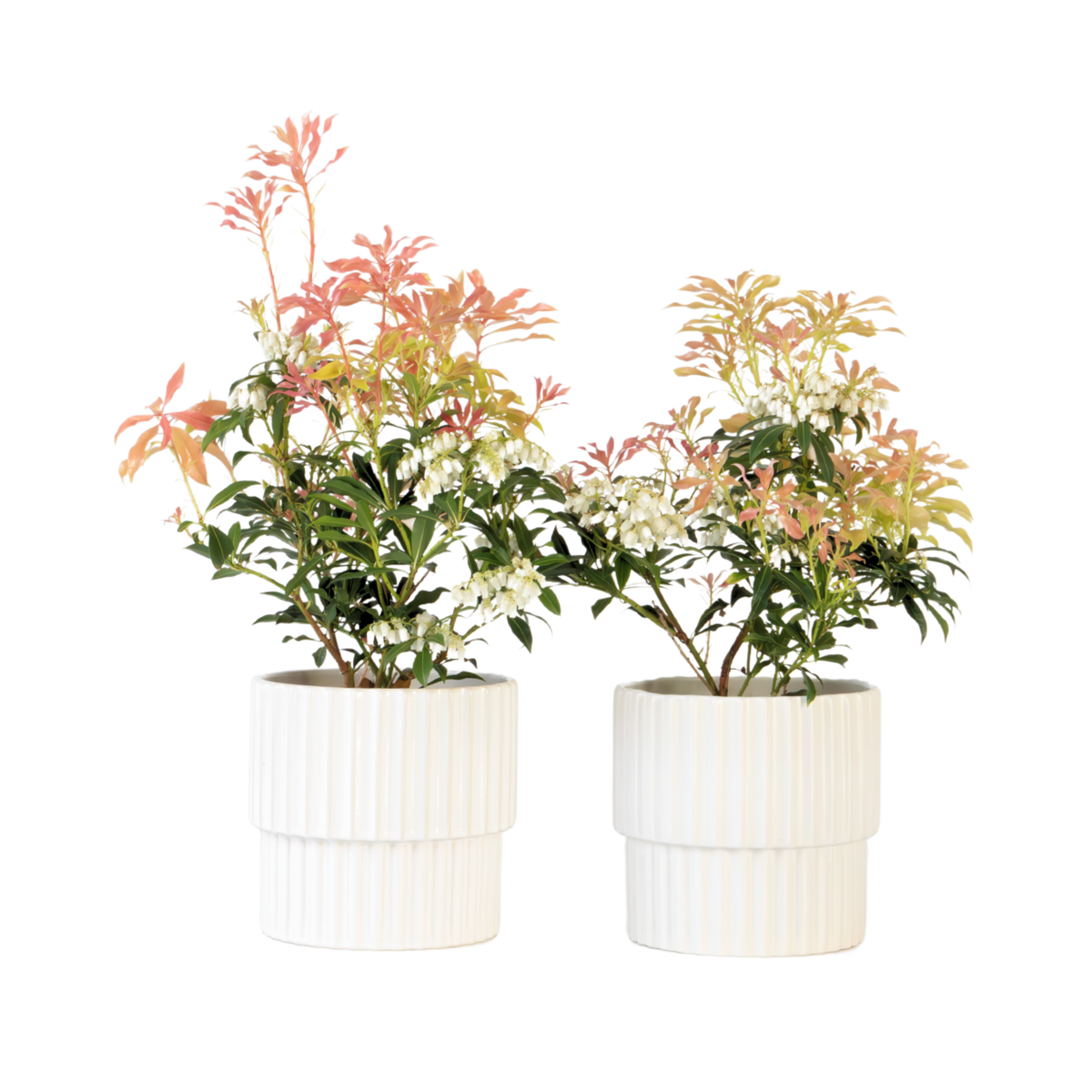 Andromède du Japon - Set de 2 - Pieris 'Forest Flame' - Hauteur 25-40cm - ⌀17cm