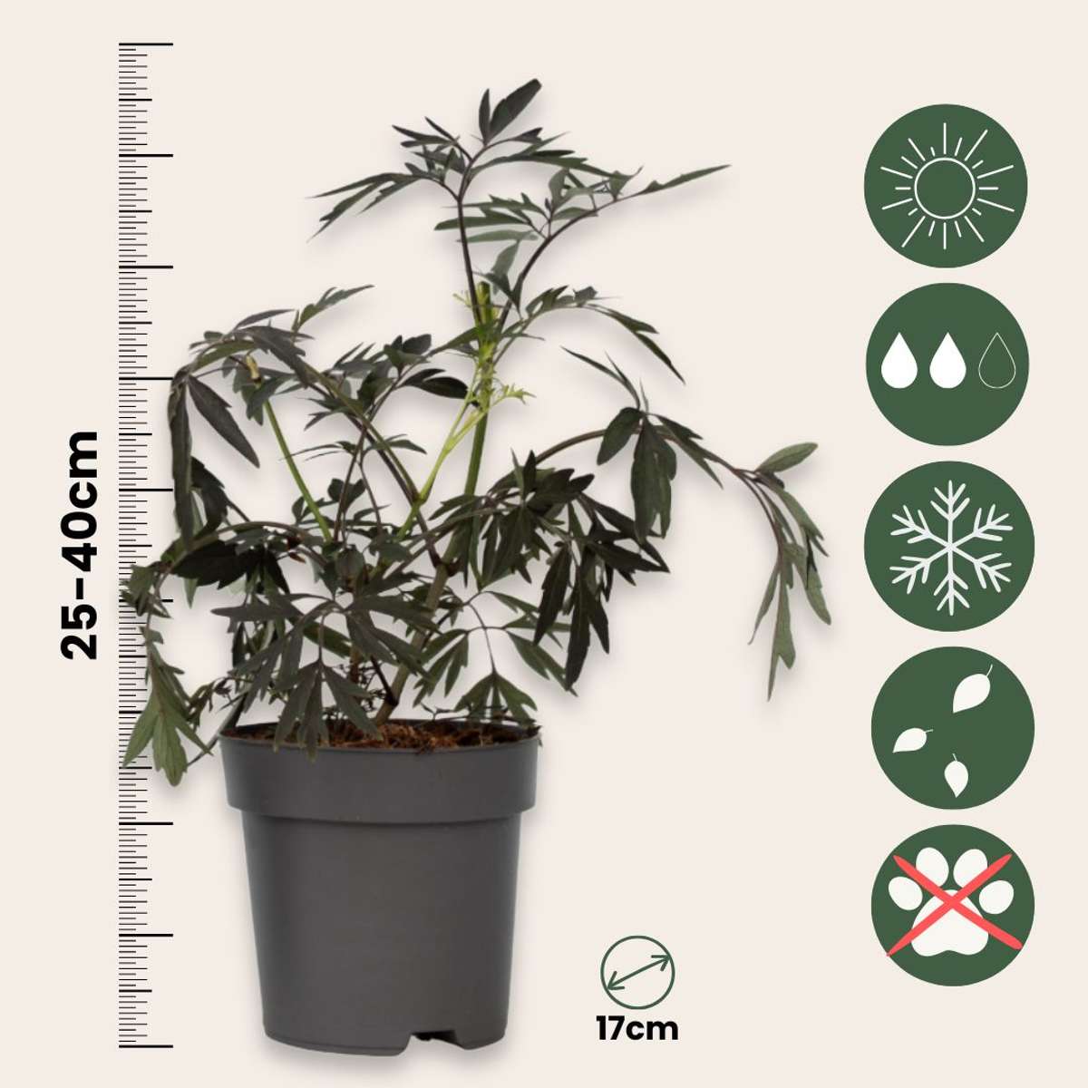 Sureau noir - Set de 2 - Sambucus nigra 'Black Lace' - Hauteur 25-40cm - ⌀17cm - TD Plantz