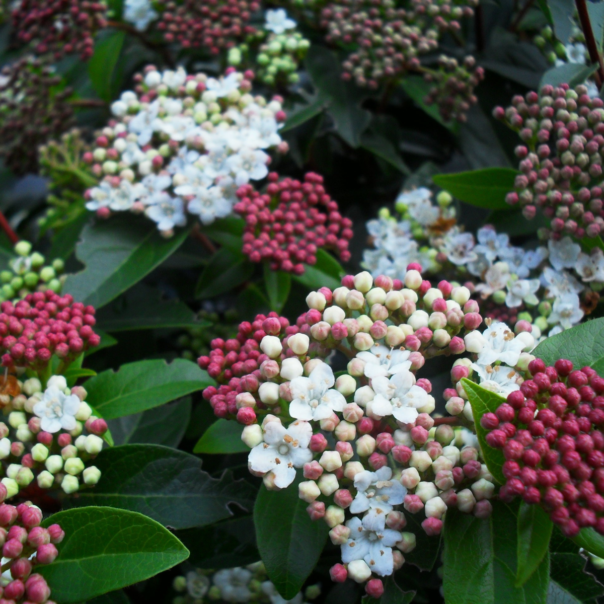 Laurustine - 2 pcs. - Viburnum tinus - Height 25-40cm - ⌀17cm