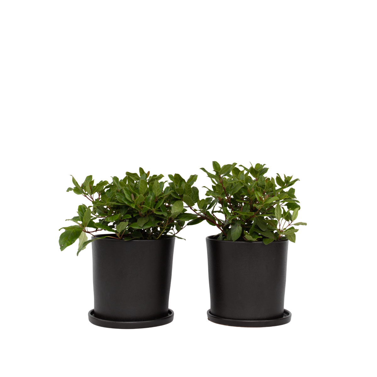 Laurustine - 2 pcs. - Viburnum tinus - Height 25-40cm - ⌀17cm