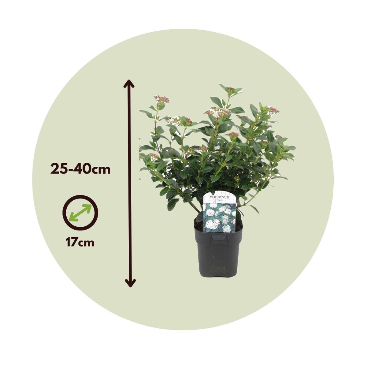 Laurustine - 2 pcs. - Viburnum tinus - Height 25-40cm - ⌀17cm