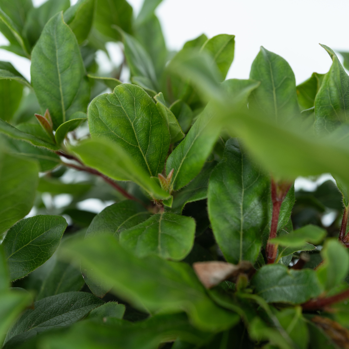 Laurustine - 4 pcs. - Viburnum tinus - Height 25-40cm - ⌀17cm