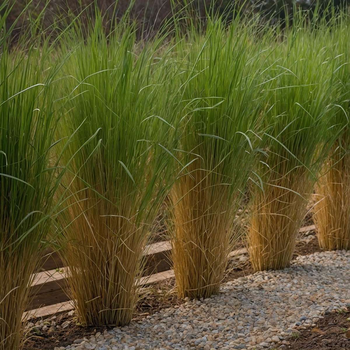 Panic érigé - Panicum virgatum 'Northwind' - Hauteur 40-60cm - ⌀23cm - TD Plantz