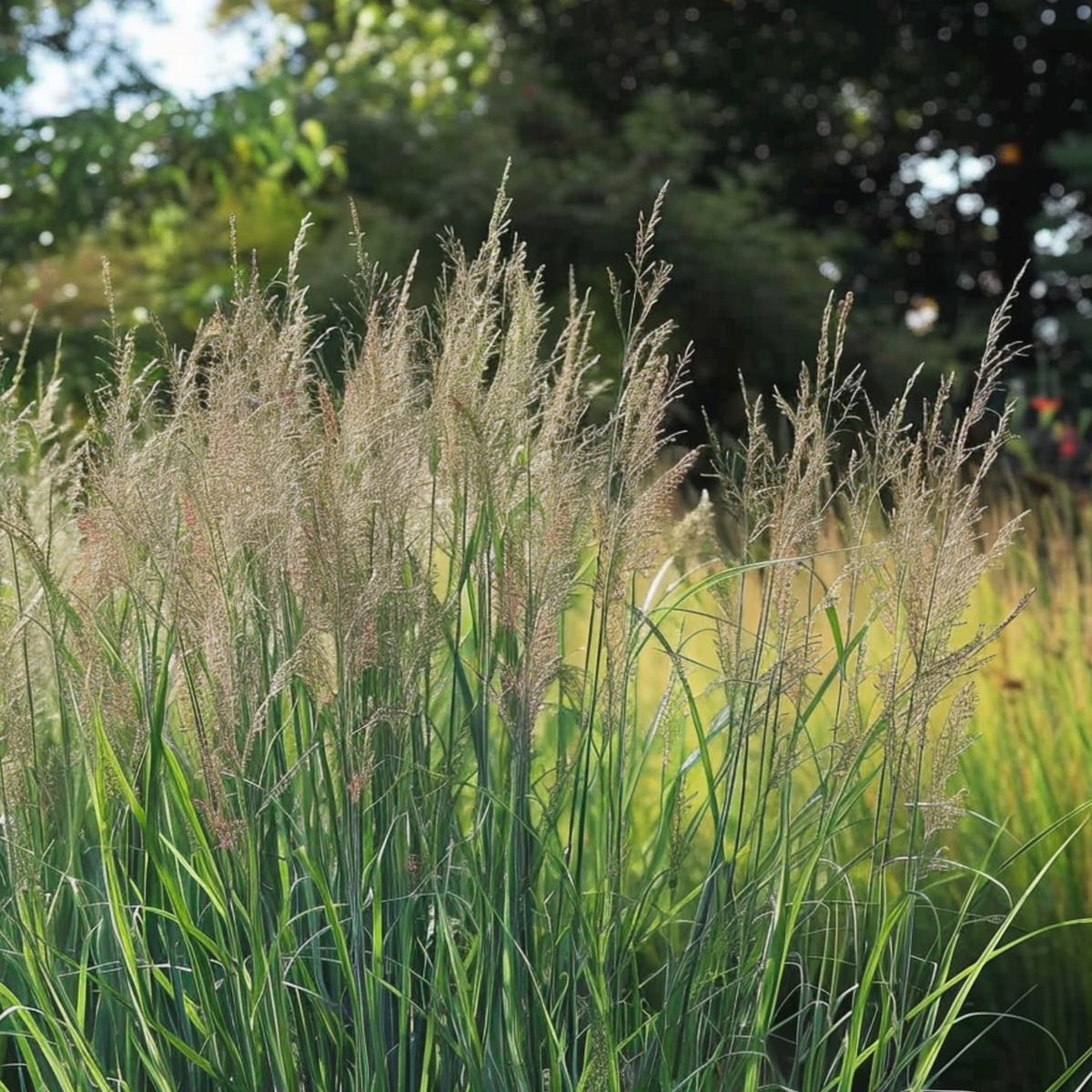 Panic érigé - Panicum virgatum 'Northwind' - Hauteur 40-60cm - ⌀23cm - TD Plantz