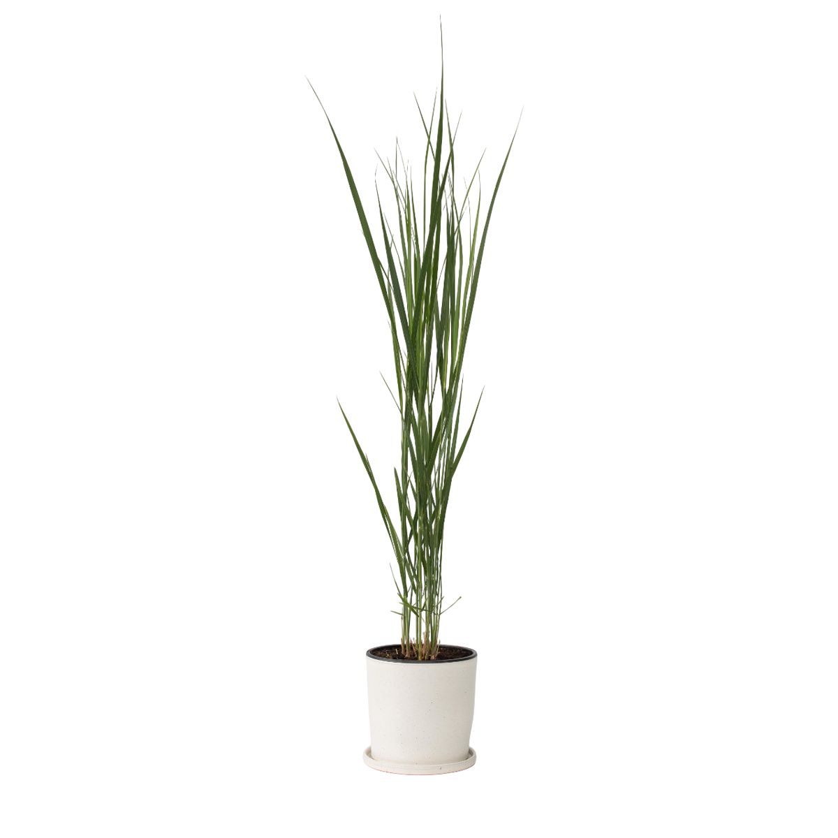 Panic érigé - Panicum virgatum 'Northwind' - Hauteur 40-60cm - ⌀23cm - TD Plantz