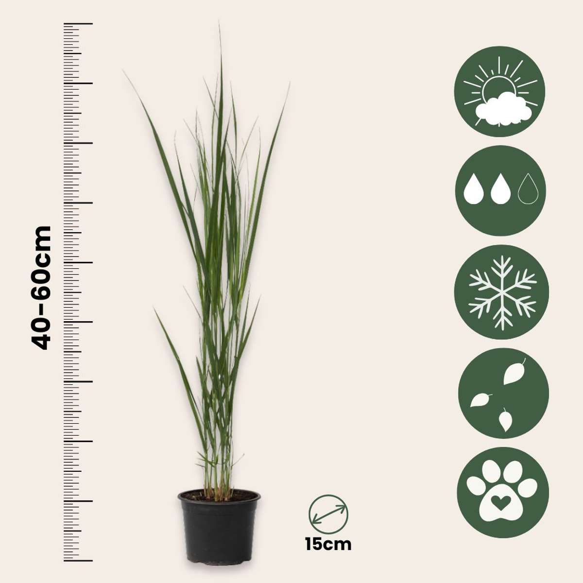Panic érigé - Panicum virgatum 'Northwind' - Hauteur 40-60cm - ⌀23cm - TD Plantz