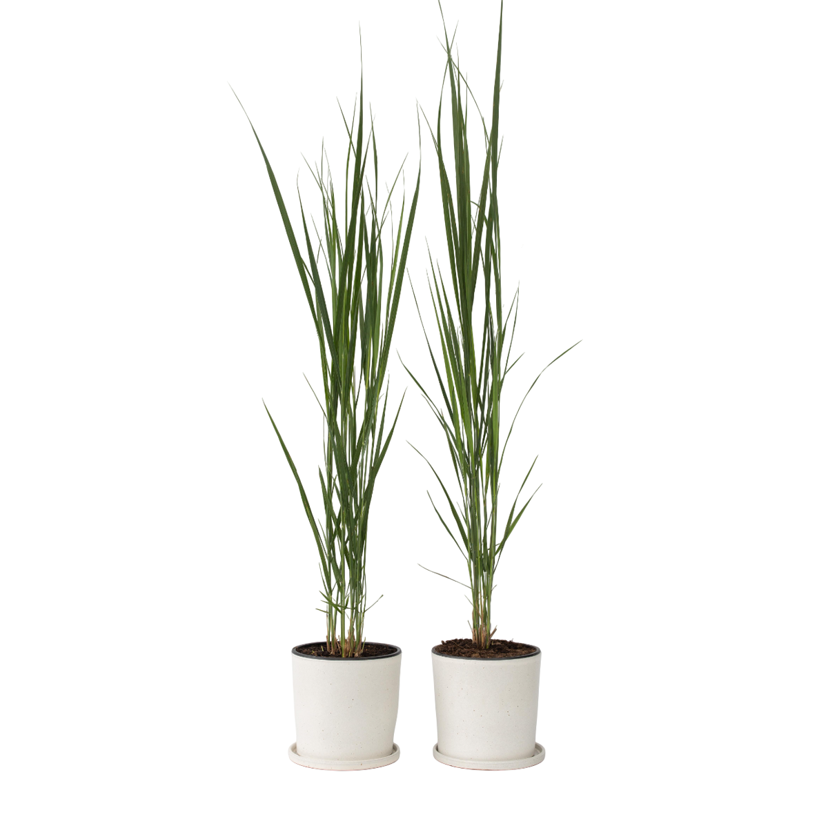 Panic érigé - Set de 2 - Panicum virgatum 'Northwind' - Hauteur 40-60cm - ⌀23cm