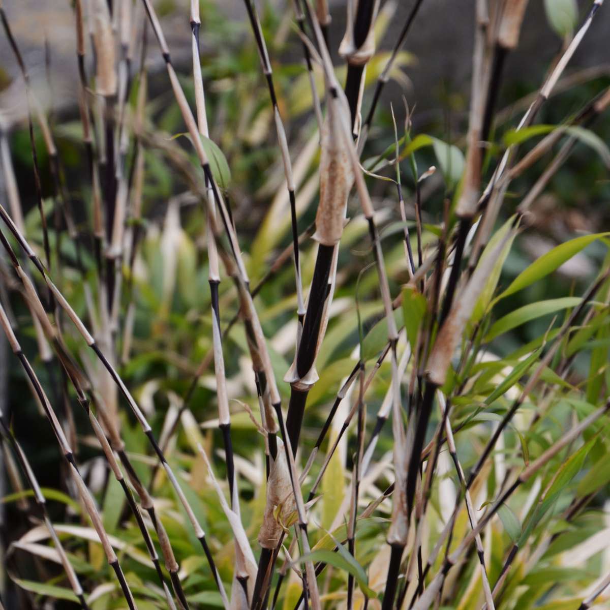 Bamboo - 3 pcs - Fargesia nitida 'Black Dragon' - Height 25-40cm - ⌀14cm