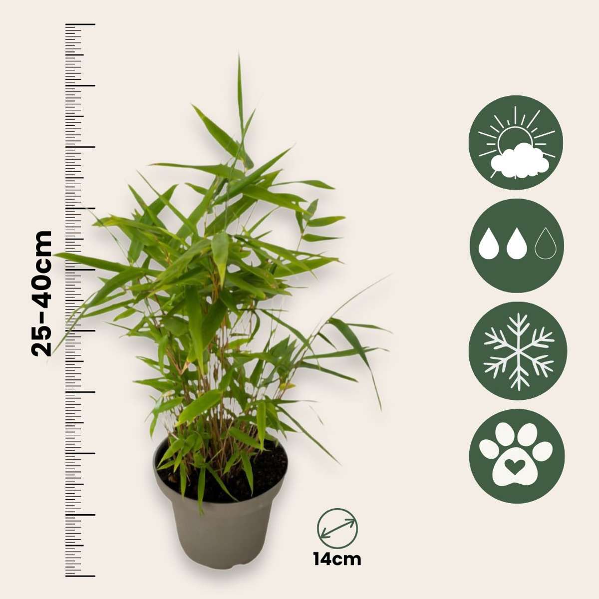 Bamboo - 3 pcs - Fargesia nitida 'Black Dragon' - Height 25-40cm - ⌀14cm