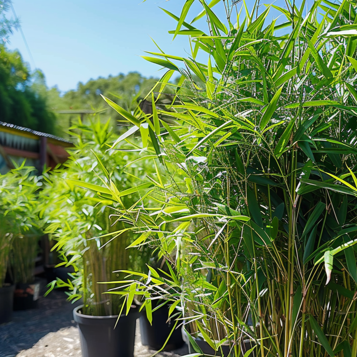 Bambou - Lot de 18 - Fargesia nitida 'Black Dragon' - Hauteur 25-40cm - ⌀14cm