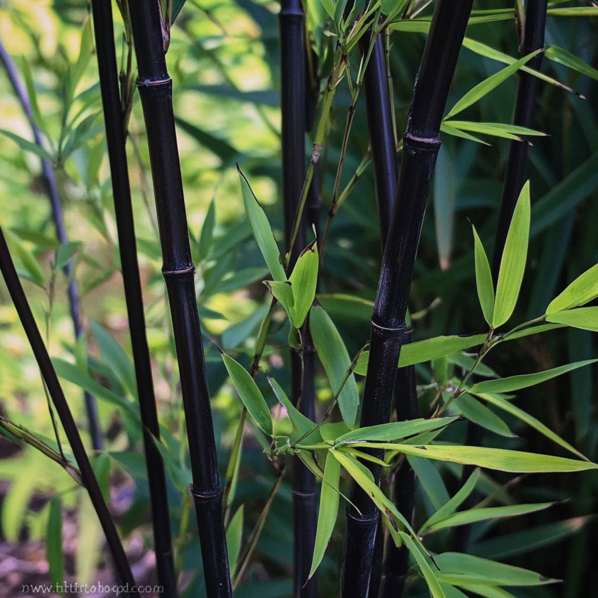 Bamboo - 6 pcs - Fargesia nitida 'Black Dragon' - Height 25-40cm - ⌀14cm
