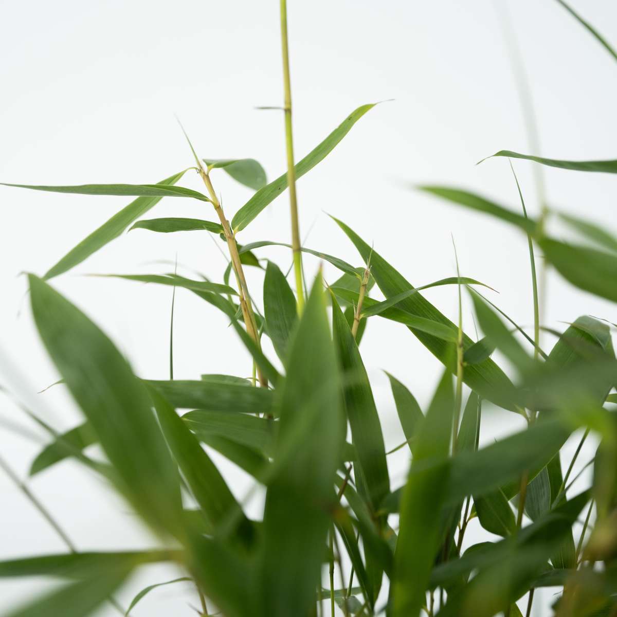 Bambou non-traçant - Set de 6 - Fargesia 'Asian Wonder' - H25-40cm - ⌀13cm