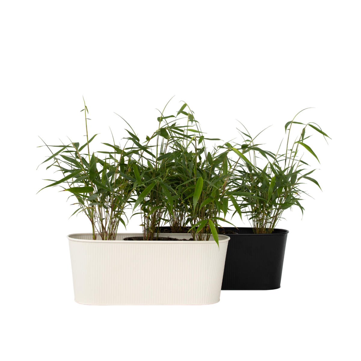 Bambou non-traçant - Set de 6 - Fargesia 'Asian Wonder' - H25-40cm - ⌀13cm