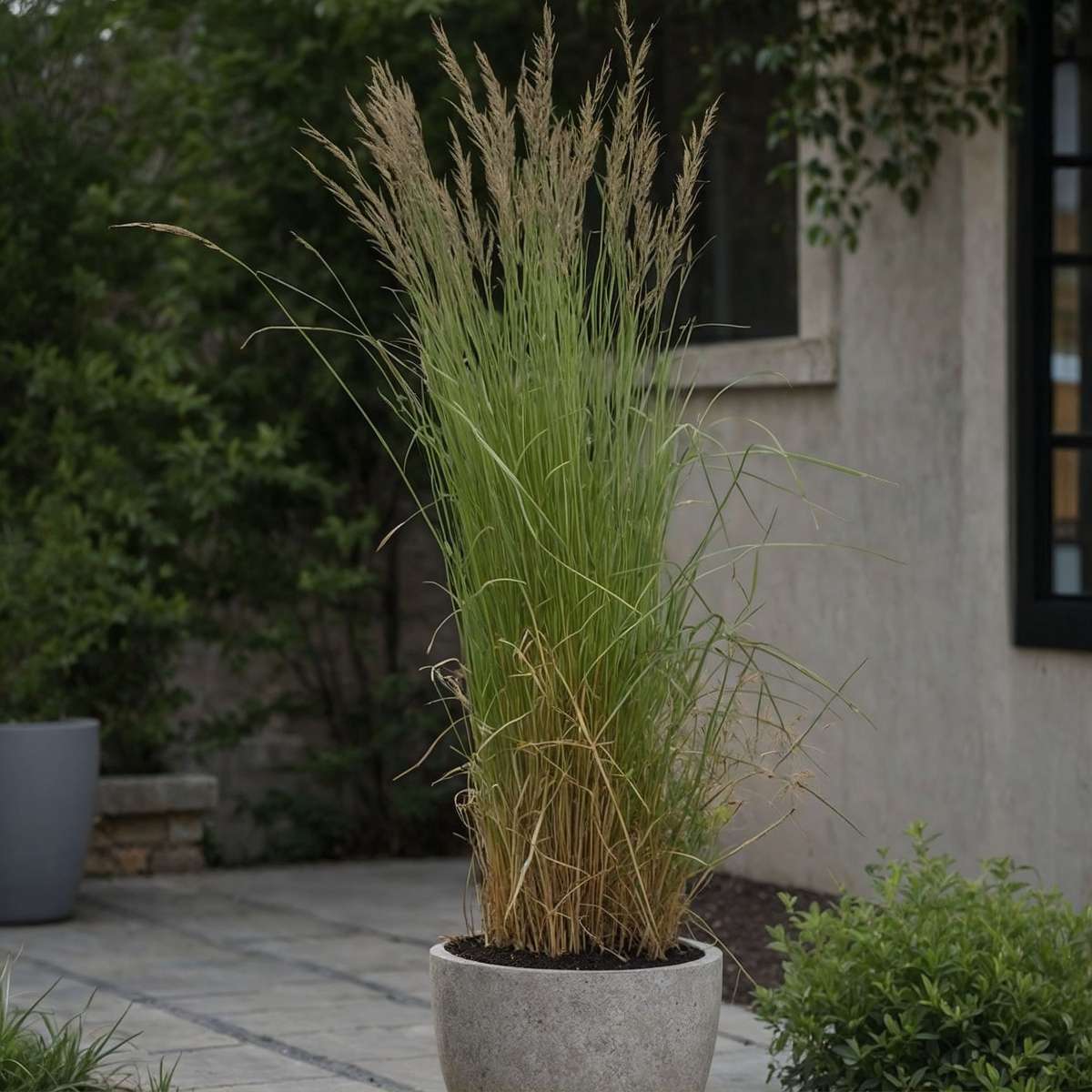 Calamagrostide - Calamagrostis acutiflora 'Overdam' - Hauteur 20-30cm - ⌀23cm