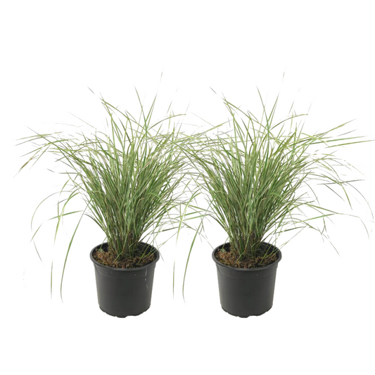Calamagrostide - Set de 2 - Calamagrostis 'Overdam' - Hauteur 20-30cm - ⌀23cm - TD Plantz