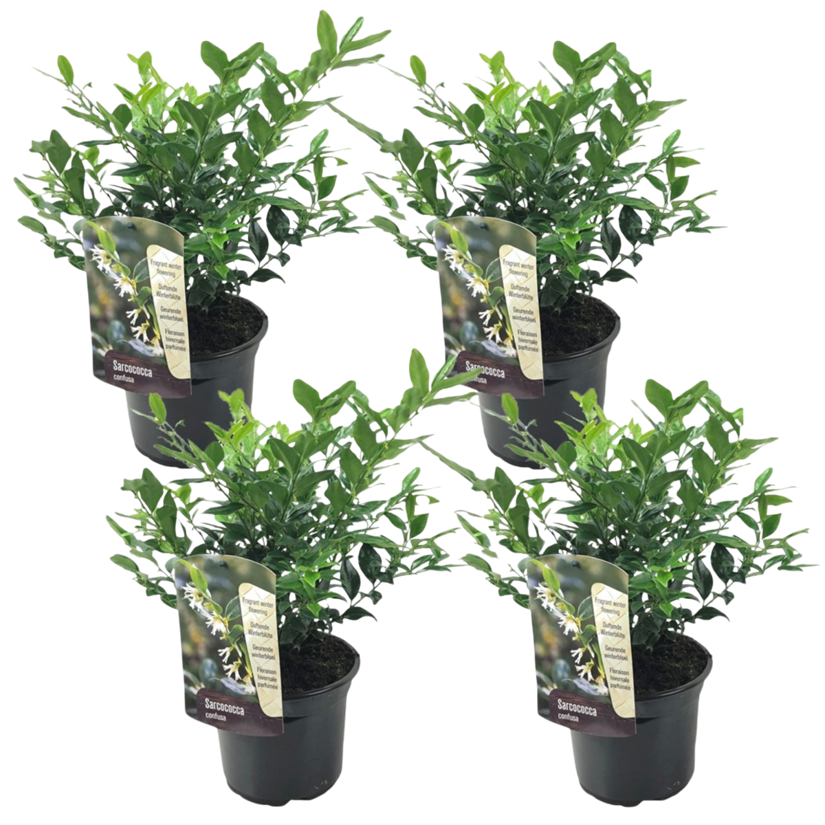 Sarcocoque confus - Set de 4 - Sarcococca 'Confusa' - Hauteur 30-40cm - ⌀17cm